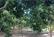 Bưởi da xanh: Citrus Maxima hay Citrus Grandis?