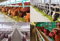 Chăn nuôi hiện đại