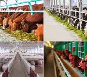 Chăn nuôi hiện đại