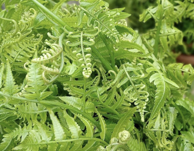 Rau dớn có tác dụng chữa bệnh