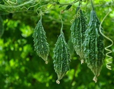 Khổ qua rừng tươi