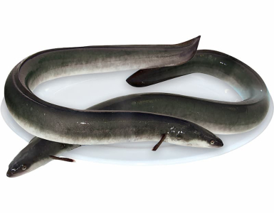 Cá chình suối đặc sản Phú Quốc