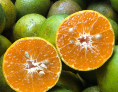 Quýt đường có tác dụng...